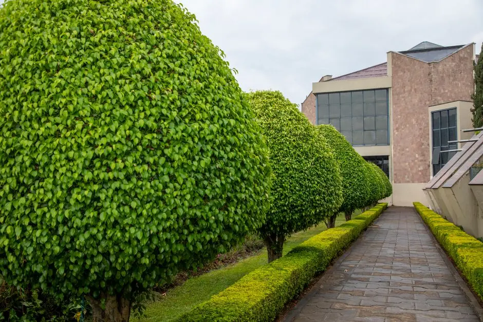 Greens & Outdoors at PARANJAPE SCHEMES PUNE WEST — NEW TOWER (HINJEWADI PHASE 1), Pune