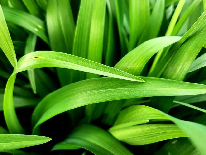 Greens & Outdoors at PARANJAPE MALKAUNS, Vile Parle East, Mumbai