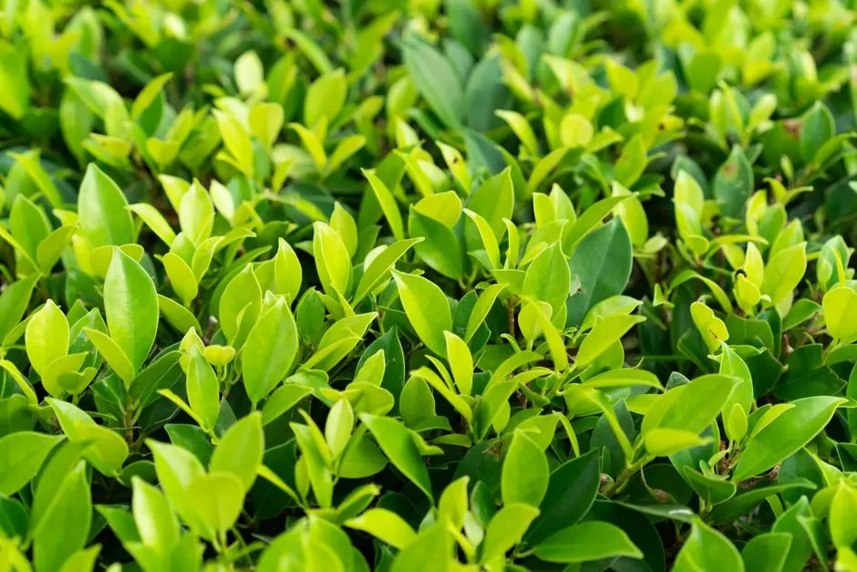 Greens & Outdoors at PARANJAPE ATHASHRI BANER, Pune