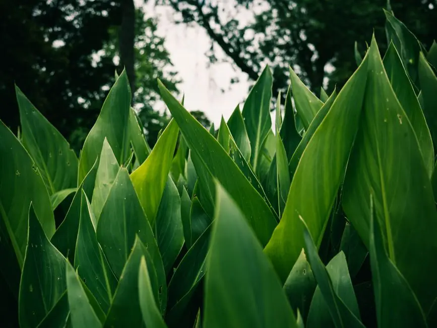 Greens & Outdoors at PARANJAPE TRIDENT WORLD, Kothrud, Pune