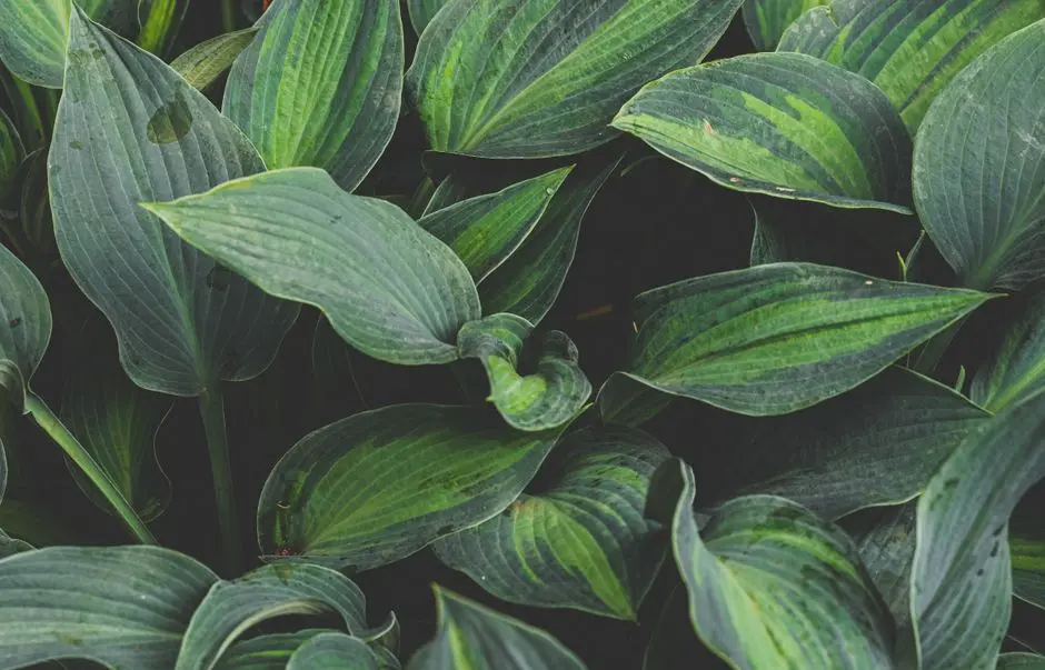 Greens & Outdoors at PARANJAPE HINJEWADI PHASE 1, Bhugaon, Pune